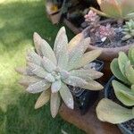 Dudleya greenei 叶