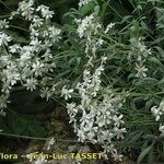 Achillea ageratifolia Hábitos