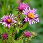 Symphyotrichum novae-angliae 整株植物