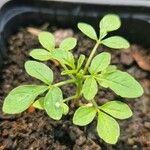 Cleome dodecandra List