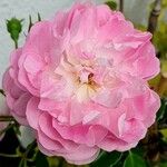 Rosa gallica Cvet