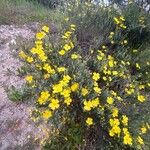 Cistus calycinus Plante entière