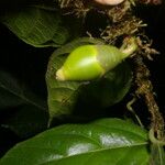 Quararibea nigrescens 果實