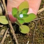 Myosotis pusilla 花