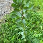 Vicia faba عادت