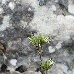 Minuartia glomerata Flower