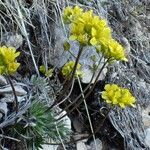 Draba aizoides Yeri