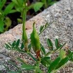 Vicia lutea Leaf