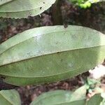 Spathandra blakeoides Leaf