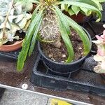 Pachypodium lamereiFolha