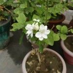 Jasminum sambacKwiat