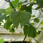 Bauhinia bidentata Leaf