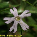 Silene campanula Fleur