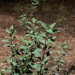 Spiraea cantoniensis Costuma