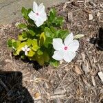 Catharanthus coriaceus Квітка