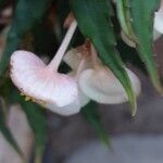 Begonia dregei Flower