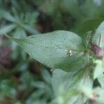 Silene dioica Φύλλο