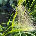 Hordeum jubatum Blüte