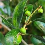 Olea europaea Leaf