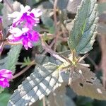 Verbena guaranitica Leaf