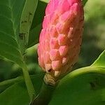 Magnolia acuminata Fruit