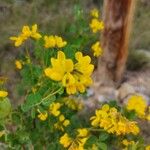 Coronilla glaucaFlor