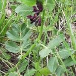Vicia serratifolia Hostoa
