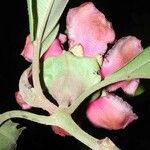 Blakea scarlatina Flower
