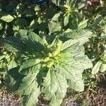 Amaranthus retroflexus Blad