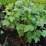 Ribes nigrum Hábito