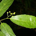 Hasseltiopsis dioica Leaf