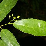 Hasseltiopsis dioica Hoja