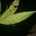 Pouteria coriacea ഇല