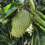 Annona muricata Φρούτο