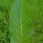 Rumex obtusifoliusList