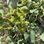 Xanthium strumariumList