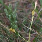 Carex brevicollis অন্যান্য