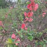 Chaenomeles speciosaFlower