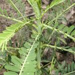 Sesbania herbacea ഇല