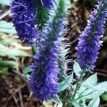 Veronica spicata Blüte