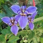 Neomarica caerulea Květ
