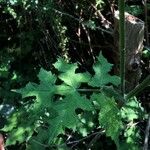 Heracleum sphondyliumHoja