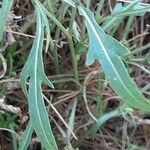 Diplotaxis tenuifolia 葉
