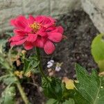 Zinnia elegansÕis