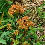 Euphorbia griffithii Flor