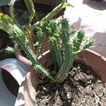 Euphorbia mammillaris Escorça