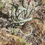 Fritillaria lusitanica Leaf