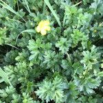 Ranunculus repensList