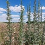 Artemisia biennis Leht