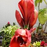 Hippeastrum puniceum Floare